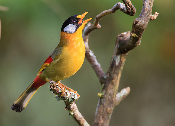 Silver-eared Mesia