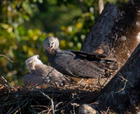 Harpy Eagle Female with Nestling Calling