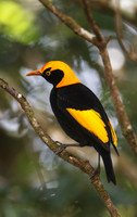 Regent Bowerbird