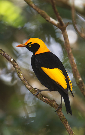 Regent Bowerbird