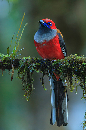 Male Whitehead's Trogon