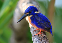 Azure Kingfisher