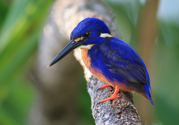 Azure Kingfisher