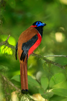 Male Red-naped Trogon