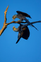 Hyacinth Macaws