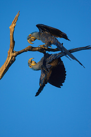 Hyacinth Macaws