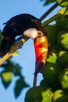 Toco Toucan