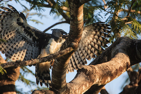 Harpy Eagle Spreading Wings