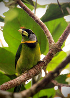 Fire-tufted Barbet