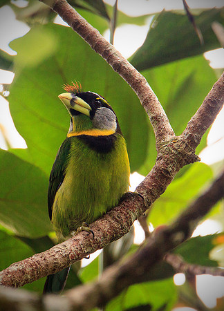 Fire-tufted Barbet