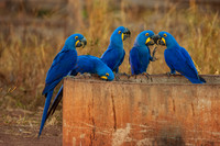 Hyacinth Macaws Gathering at the Watering Hole