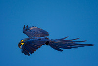 Hyacinth Macaw Flight