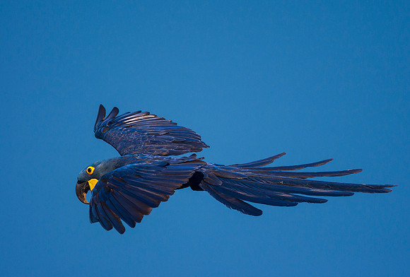 Hyacinth Macaw Flight