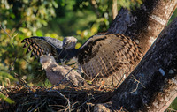 Harpy Eagle Landed at Nest with Fresh Branch for Nest with Nestl
