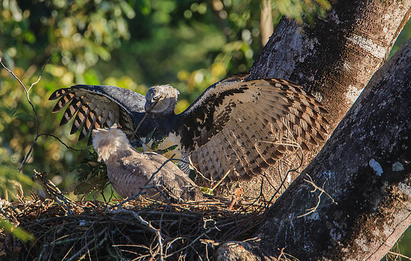 Harpy Eagle Landed at Nest with Fresh Branch for Nest with Nestl