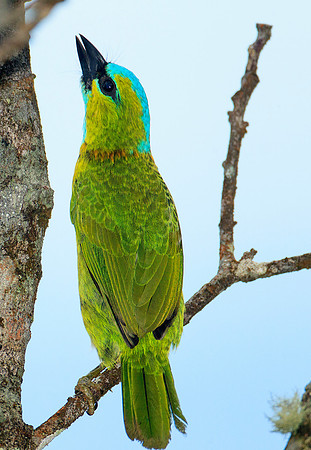 Golden-naped Barbet