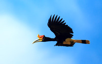 Male Rhinoceros Hornbill Flight