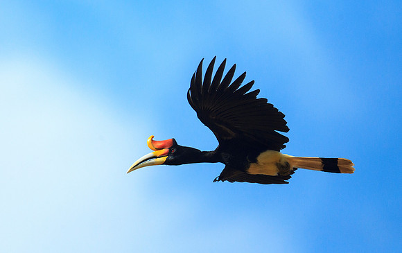 Male Rhinoceros Hornbill Flight