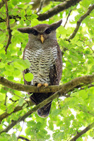 Barred Eagle-Owl