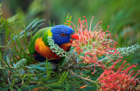 Rainbow Lorikeet