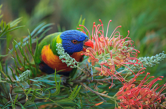 Rainbow Lorikeet