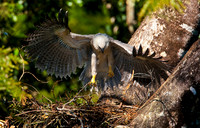 Harpy Eagle Chick Exercising Its Wings