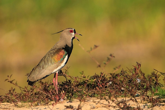 Southern Lapwing
