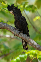 Female Red-tailed Black Cockatoo