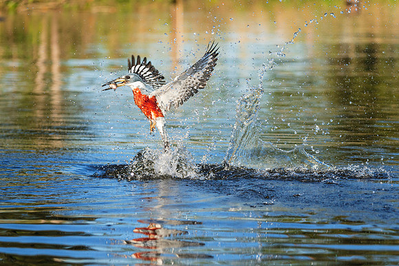 Ringed Kingfisher Catches Fish