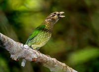 Spotted Catbird Calling