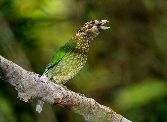 Spotted Catbird Calling