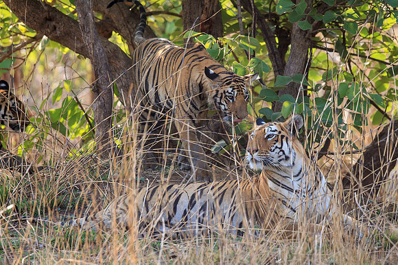 Bengal Tigress and Cubs