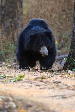 Sloth Bear Walking in Kanha National Park, India