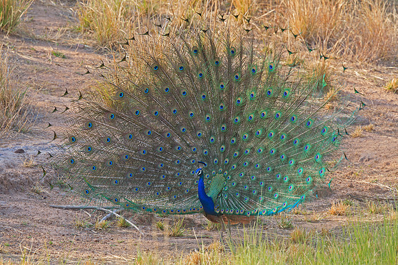 Indian Peacock Displaying