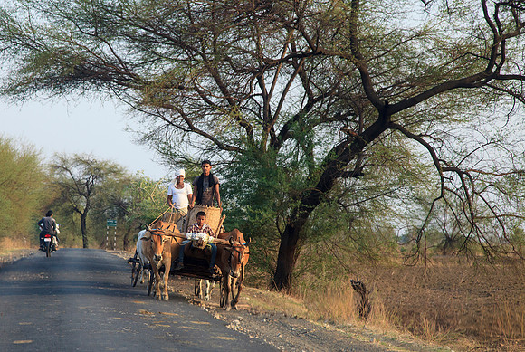 Indian Man Driving Ox Cart