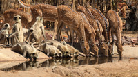 Spotted Deer and Langurs at Water Hole