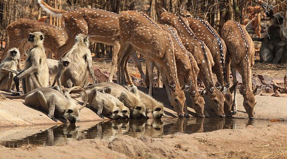 Spotted Deer and Langurs at Water Hole