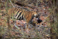 Bengal Tiger with Deer Head