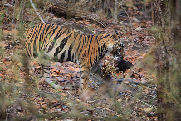 Bengal Tiger with Deer Head