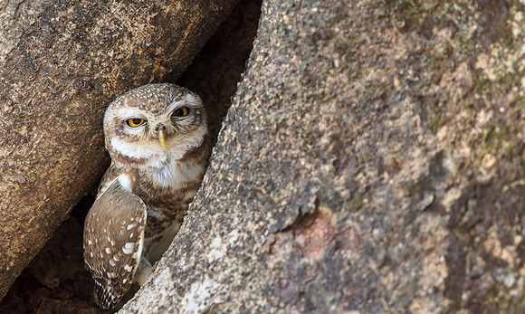 Spotted Owlet in Hollow