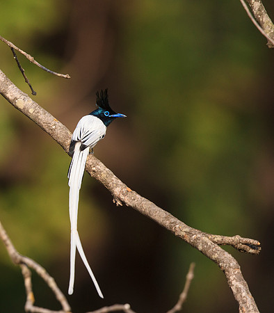 Male Asian Paradise Flycatcher Perched
