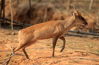 Indian Muntjac