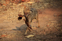 Golden Jackal with Carcass Remains