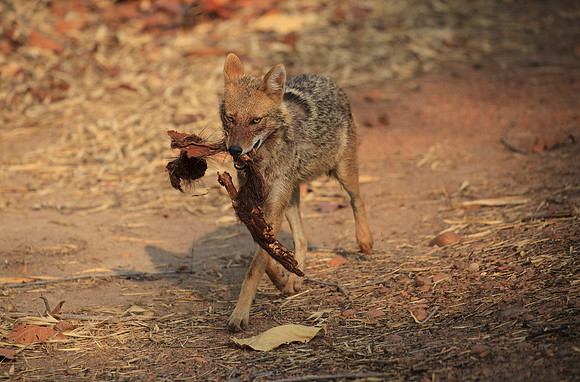 Golden Jackal with Carcass Remains