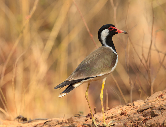 Red-wattled Lapwing