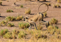 Indian Langur Running
