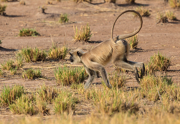 Indian Langur Running