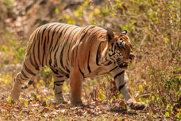 Bengal Tiger