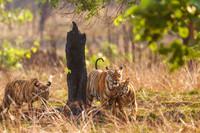 Bengal Tiger with Cubs
