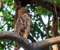 Brown Fish Owl